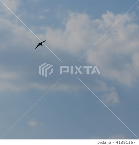 羽ばたくツバメ 41391367