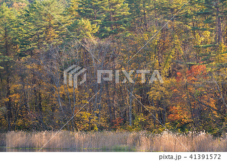 Goshiki-numa Urabandai Fukushima Autumn Japan Goshiki-numa Urabandai Fukushima Autumn Japan 41391572