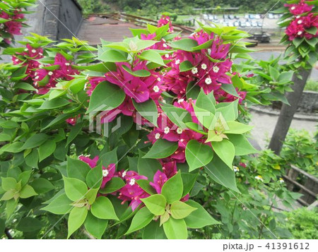 ブーゲンビリア 41391612