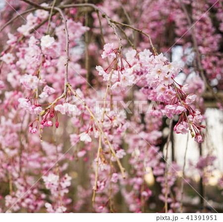 Cherry blossom in spring time 41391951