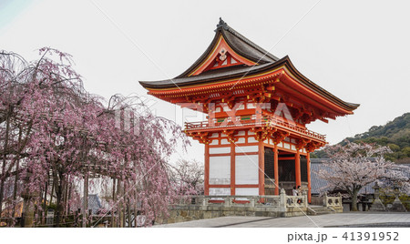 Ancient temple with cherry flowers Ancient temple with cherry flowers 41391952
