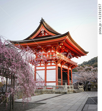 Ancient temple with cherry flowers Ancient temple with cherry flowers 41391957
