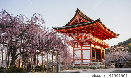 Ancient temple with cherry flowers Ancient temple with cherry flowers 41391961