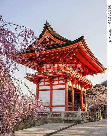 Ancient temple with cherry flowers 41391966