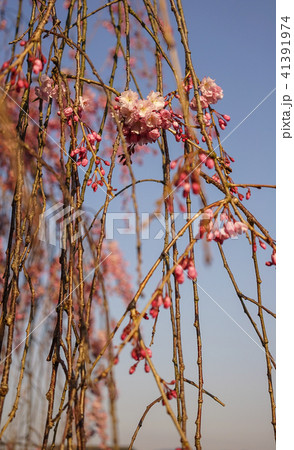 Cherry blossom in spring time 41391974