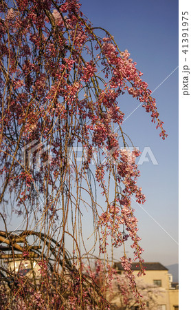Cherry blossom in spring time Cherry blossom in spring time 41391975