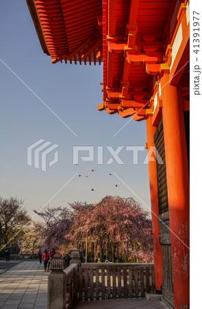 Ancient temple with cherry flowers Ancient temple with cherry flowers 41391977
