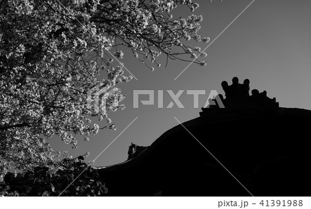 Ancient temple with cherry flowers Ancient temple with cherry flowers 41391988