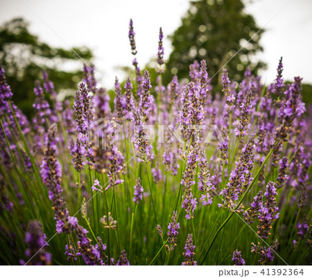 Lavender flower field in summer day Lavender flower field in summer day 41392364