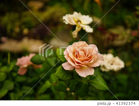 Rose flower at botanic garden Rose flower at botanic garden 41392374