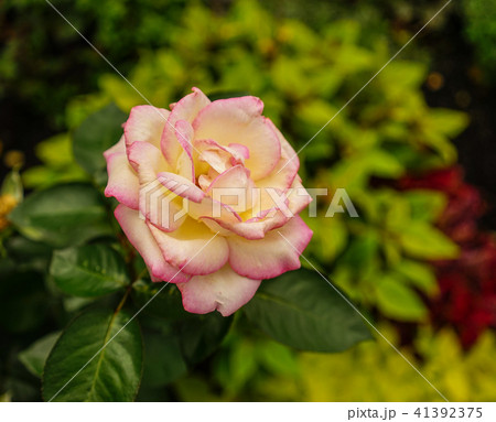 Rose flower at botanic garden Rose flower at botanic garden 41392375