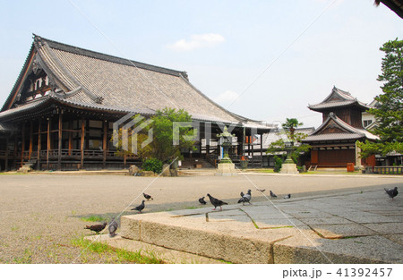 長浜市・大通寺の本堂 41392457