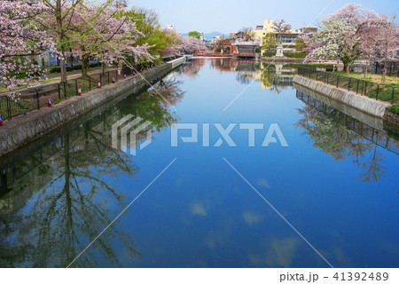 琵琶湖疏水　春の夷川ダム 41392489