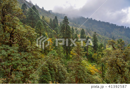 Mountain and forest scenery in Nepal Mountain and forest scenery in Nepal 41392587