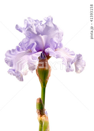 light silver violet iris flower isolated on white 41393158