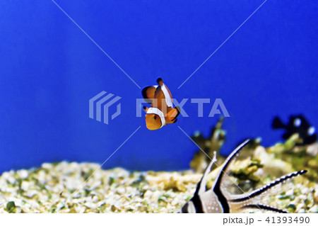 Aquarium fishes in salt water 41393490