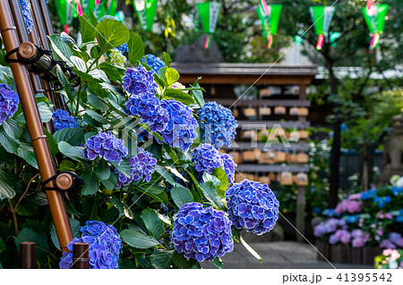 あじさい 白山神社 あじさい 白山神社 41395542