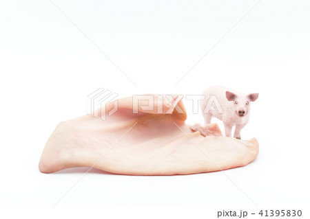 ブタの耳: Pig ear ブタの耳: Pig ear 41395830