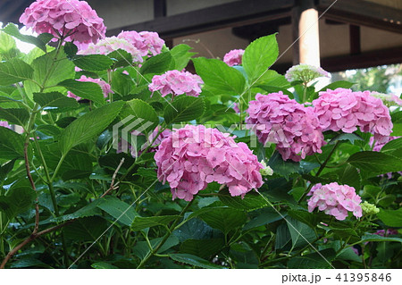 京都　藤森神社の紫陽花 41395846