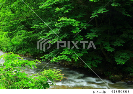 新緑の葛丸渓流　一の滝 41396363