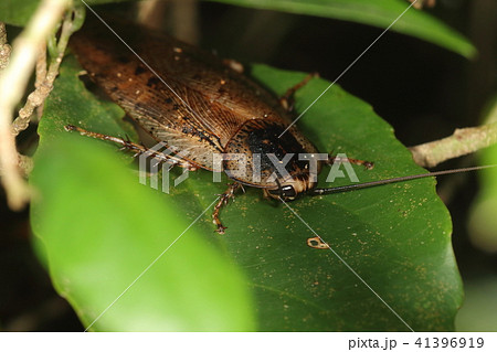 生き物　昆虫　ヤエヤママダラゴキブリ、ヤエヤマに住む日本最大のゴキブリ。大人しくて好感が持てます 41396919