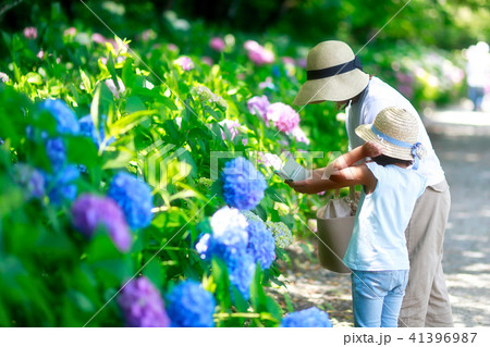 あじさい 41396987