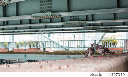 鳩の夫婦  巣  理科 自然 生態 41397359