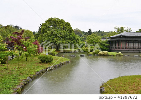 雨の宇佐神宮 41397672