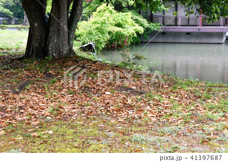 雨の宇佐神宮 41397687