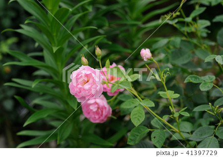 春の花 41397729