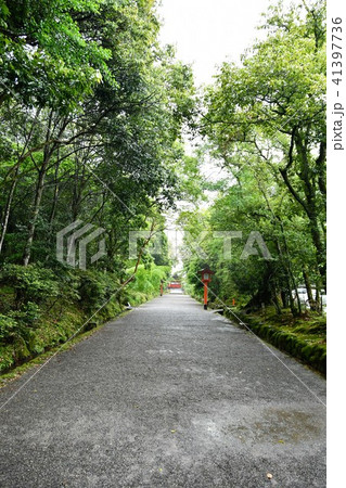 雨の宇佐神宮 雨の宇佐神宮 41397736