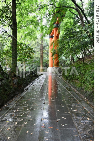 雨の宇佐神宮 雨の宇佐神宮 41397827