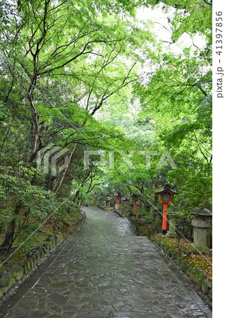 雨の宇佐神宮 雨の宇佐神宮 41397856