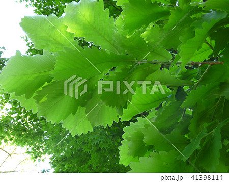 カシワ カシワ 41398114