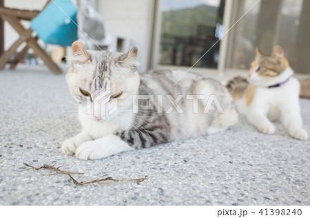 beautiful cat a home  41398240