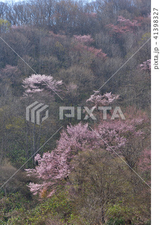 戸赤の山桜　福島県下郷町 41398327