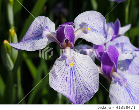 花菖蒲（紬娘） 41398471