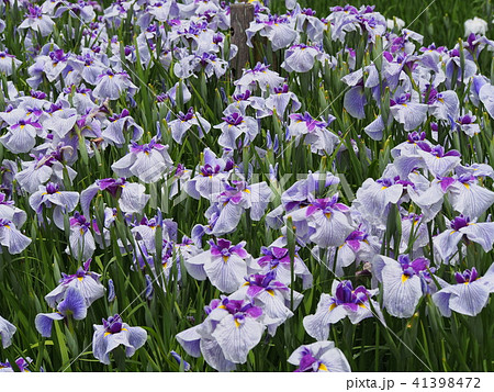 花菖蒲(織姫) 花菖蒲(織姫) 41398472