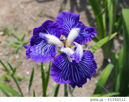 花菖蒲(青岳城) 花菖蒲(青岳城) 41398512