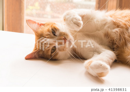 The cat is looking forward and looking cute. 41398631