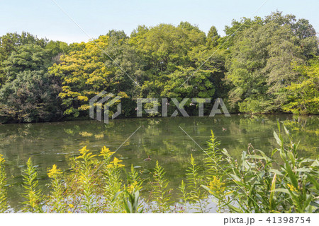 智光山公園のひょうたん池（埼玉県狭山市） 41398754