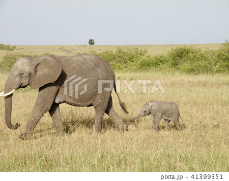 ゾウ 41399351