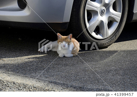 道端の猫 道端の猫 41399457