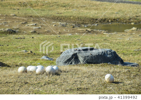 サファリランド 41399492