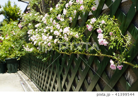 薔薇の囲い　住宅　ローズガーデン　生垣 41399544