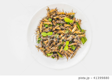 Mole cricket, Gryllotalpa africana Beauvois, Ortho Mole cricket, Gryllotalpa africana Beauvois, Ortho 41399880