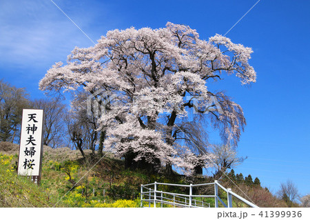 天神夫婦桜(福島県・郡山市) 天神夫婦桜(福島県・郡山市) 41399936