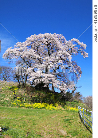 天神夫婦桜(福島県・郡山市) 天神夫婦桜(福島県・郡山市) 41399938