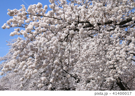 藤田川ふれあい桜 福島県 郡山市 の写真素材