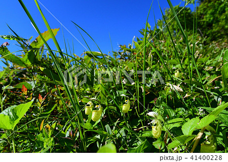 キバナノアツモリソウ 41400228